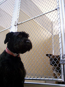 dog_kennel.jpg