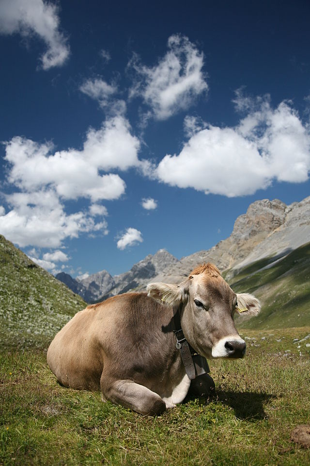 COW.jpg