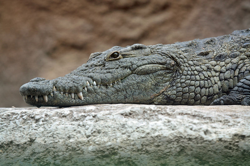 crocodile.jpg