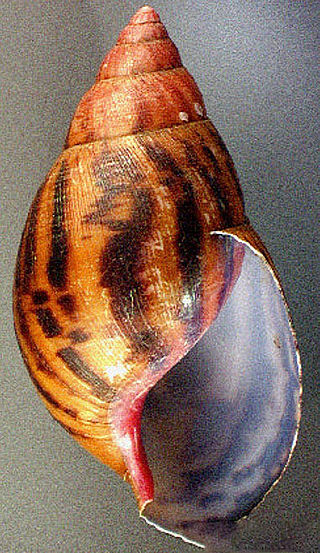 snail_shell.jpg