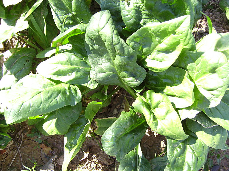 spinach.JPG
