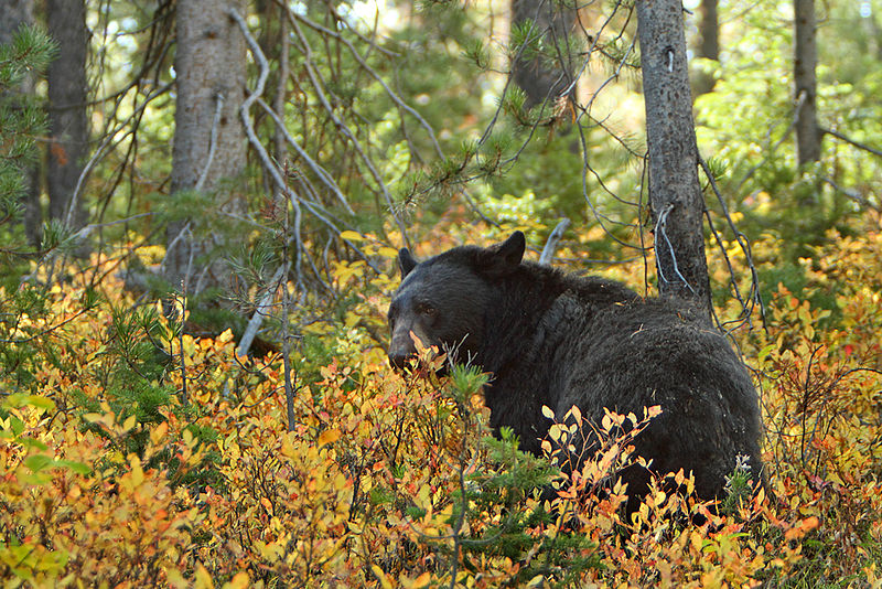 black_bear.jpg