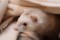 ferret.JPG