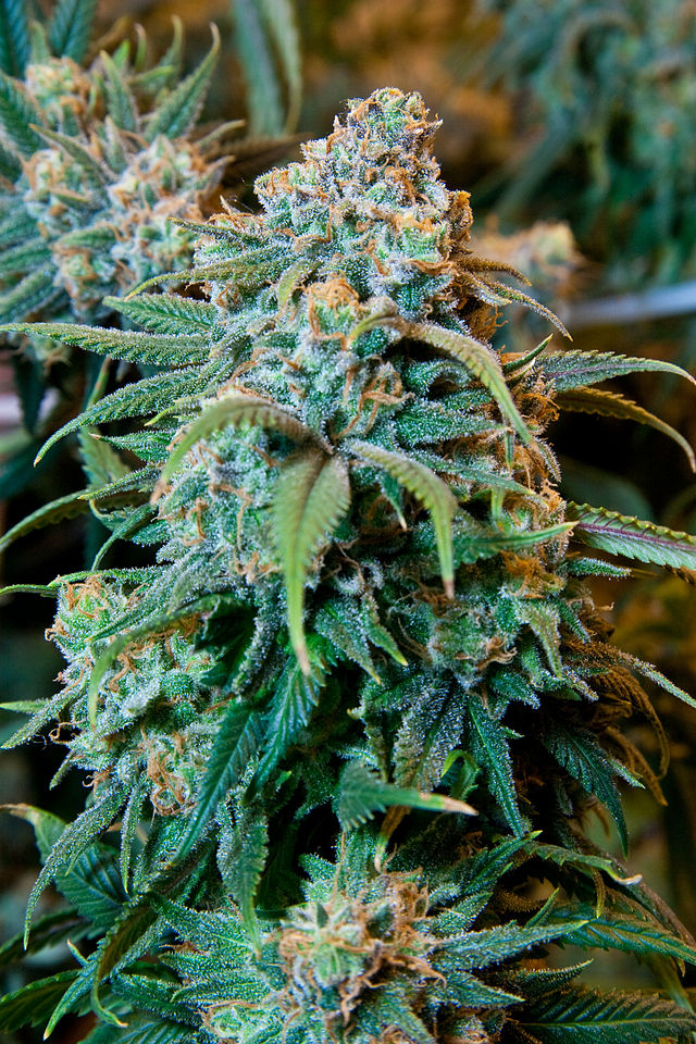 marijuanna.jpg